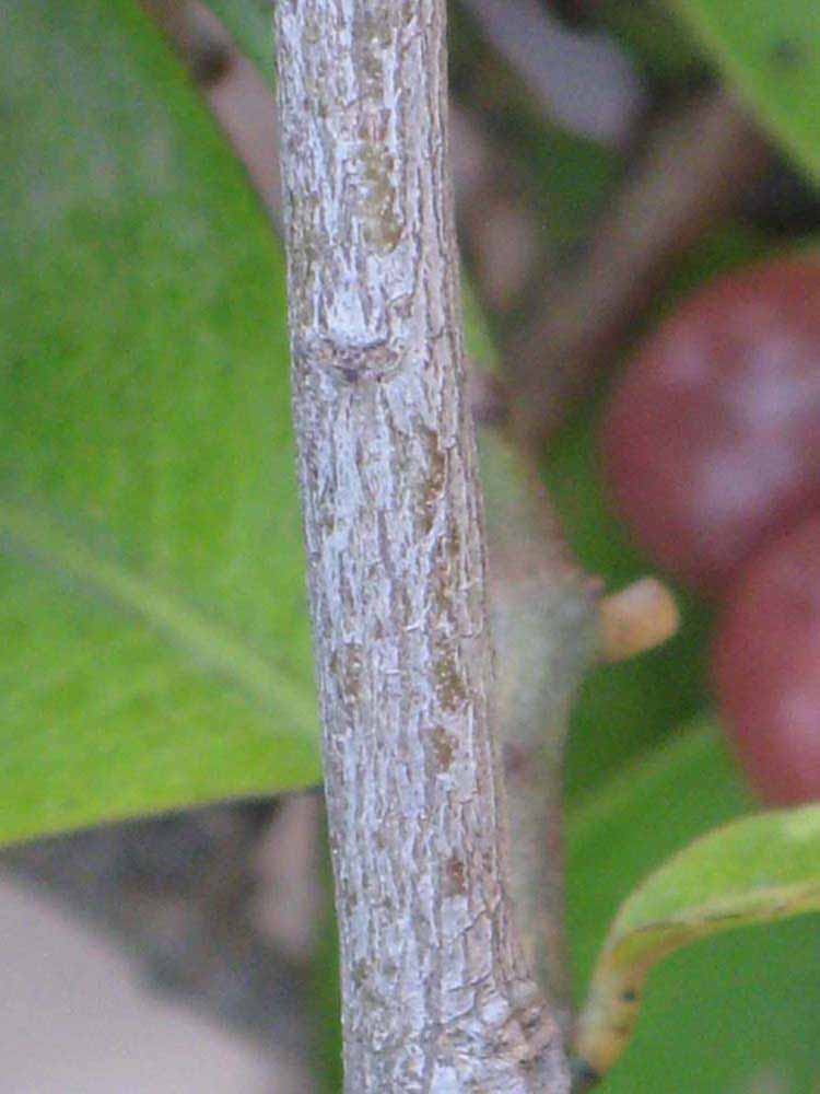            Second - third year twig (Riverside, CA)   